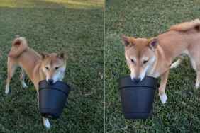 Video Shows Dog Turning Mom’s Flower Pot Into His New Favorite Toy
