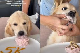 Video: Golden Retriever Puppy Practically Inhales Sweet Treat