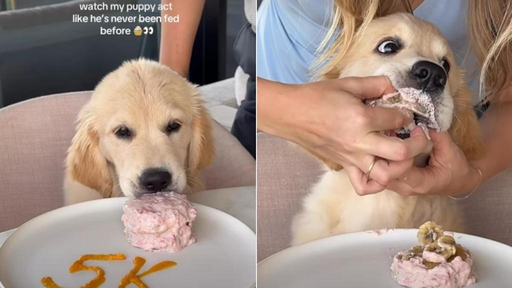 Video: Golden Retriever Puppy Practically Inhales Sweet Treat