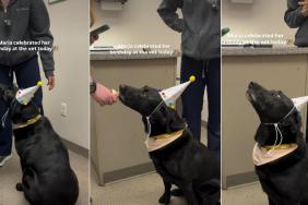 Video: Labrador Gets Dressed to Celebrate Birthday at the Vet's