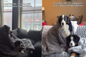 Video: Dogs Get Extra Comfy While Watching a Movie on a Winter Day