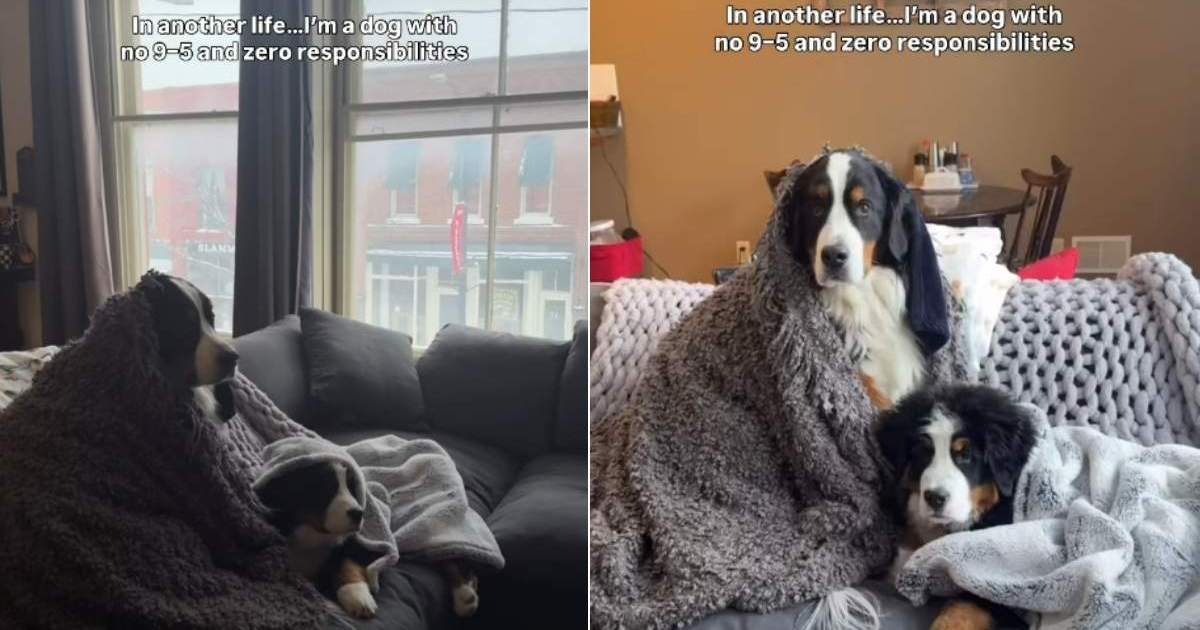 Video: Dogs Get Extra Comfy While Watching a Movie on a Winter Day - DogTime