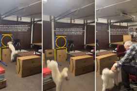 Video: Mini Poodle Effortlessly Nails Homemade Obstacle Course