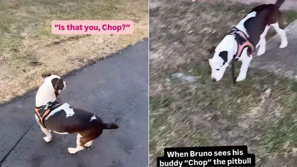 Video: Dog’s Pause Says It All When He Sees His Pit Bull Friend on a Walk
