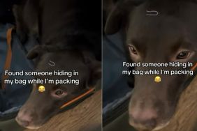Video: Dog Uses Owner’s Suitcase as a Hiding Spot While They’re Packing