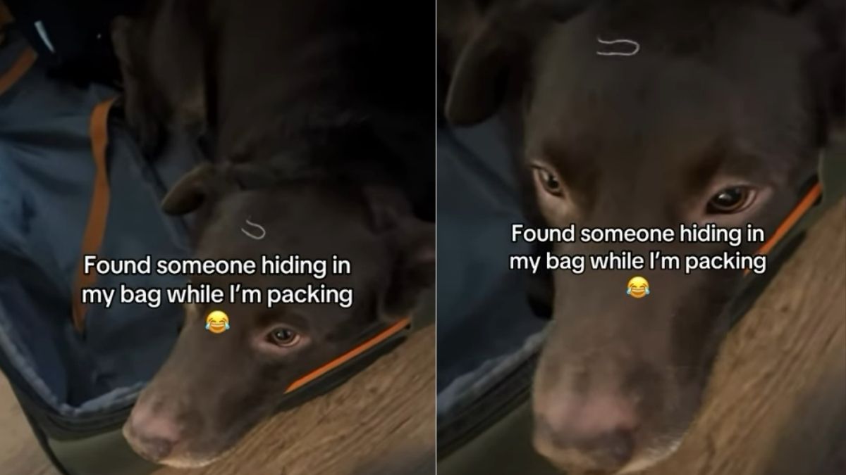 Video Dog Uses Owner’s Suitcase as a Hiding Spot While They’re Packing