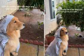 Video: Dog Feels Sad for Missing Out on Walk Due To Rain