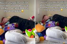 Video of Dog Searching For His Toy Ends Hilariously