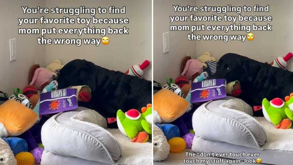 Video of Dog Searching For His Toy Ends Hilariously