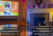 Video: Golden Retriever Is a Little Too Invested in His Favorite Cartoon, Bluey