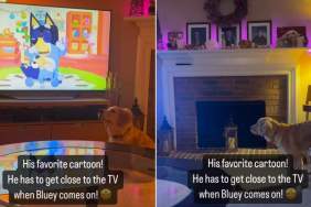 Video: Golden Retriever Is a Little Too Invested in His Favorite Cartoon, Bluey