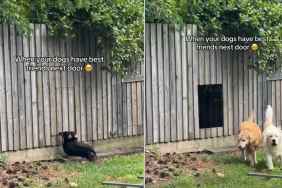 Video: Dogs Wait Near the Fence for a Very Sweet Reason