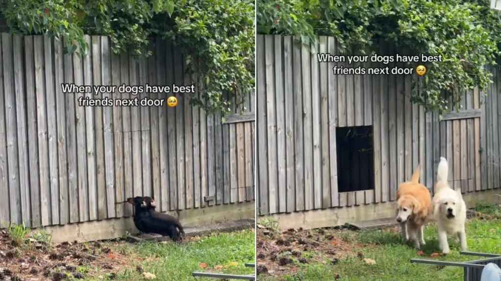 Video: Dogs Wait Near the Fence for a Very Sweet Reason