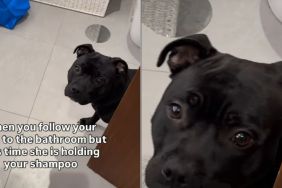 Video: Dog Instantly Walks Backward When She Spots the Shampoo