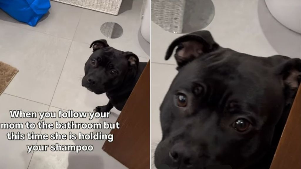 Video: Dog Instantly Walks Backward When She Spots the Shampoo
