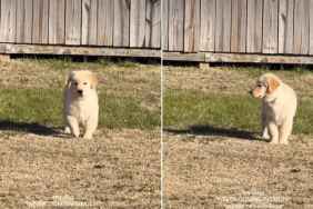 Video: Golden Retriever Puppy Only Comes Inside When He Hears This Sound