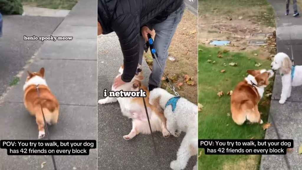 Corgi’s Walk Is Incomplete Without ‘Networking’ With Friends