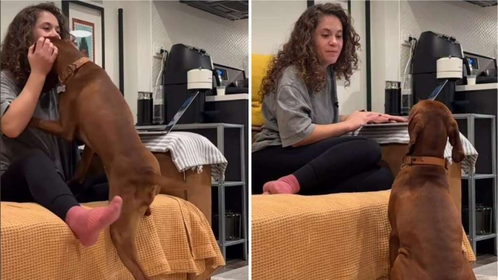 Dog Goes to Mom After Dad Takes Away in Adorable Video