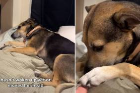 Video: Dog Is Too Tired Even for Chicken After Glacier Hike