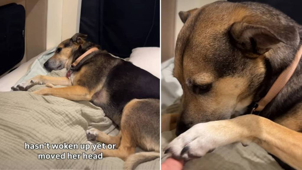 Video: Dog Is Too Tired Even for Chicken After Glacier Hike