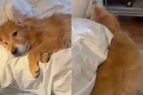 Video: Golden Retriever Dad-Daughter Have Very Different Mornings