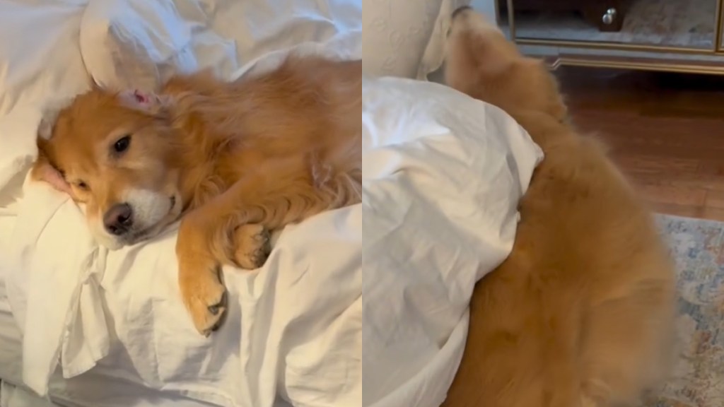 Video: Golden Retriever Dad-Daughter Have Very Different Mornings