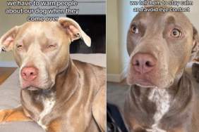 Video Proves Dog Poses Threat To Personal Space When Guests Come Over