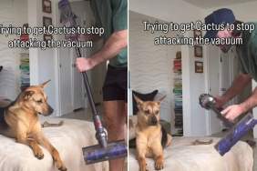 It’s Rescue Puppy vs. The Vacuum in This Adorable Video