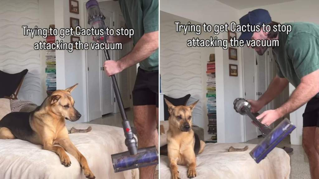 It’s Rescue Puppy vs. The Vacuum in This Adorable Video