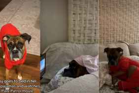 Video: Dog's Bedtime Includes Pajamas & Watching Paw Patrol