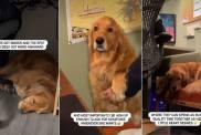 Dad Helps Golden Retriever 'Make Her Favorite Spot Better'