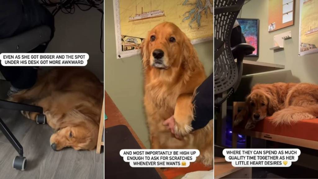 Dad Helps Golden Retriever 'Make Her Favorite Spot Better'