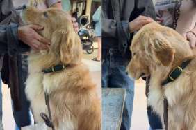 Video: Dog Receives Love From Strangers at Every Coffee Shop