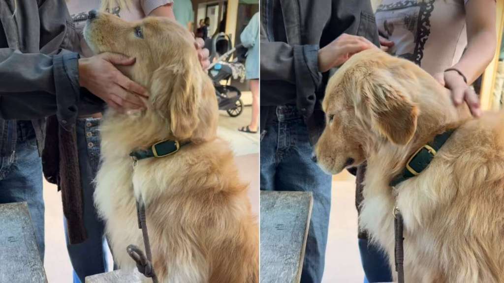 Video: Dog Receives Love From Strangers at Every Coffee Shop