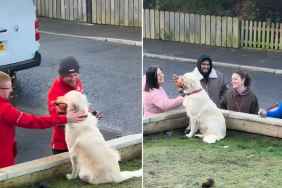 Video: Golden Retriever Makes Strangers Happy & Gains Fans