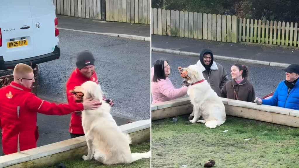 Video: Golden Retriever Makes Strangers Happy & Gains Fans
