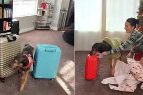 Video: Dog 'Obsessed With Suitcases' Gets His Very Own Carry-On