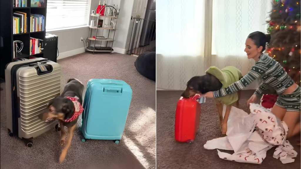 Video: Dog 'Obsessed With Suitcases' Gets His Very Own Carry-On