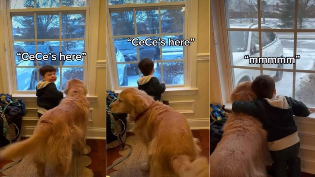 Video: Dog & Toddler Adorably Wait for Grandmom Together