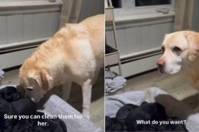 Video of Labdrador Wanting to Help With Newborn Puppies Will Brighten Your Day