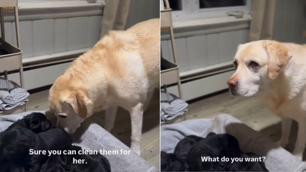 Video of Labdrador Wanting to Help With Newborn Puppies Will Brighten Your Day