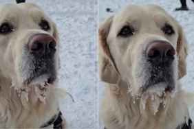 Video: Golden Retriever's Drool Freezes as He Steps Outside