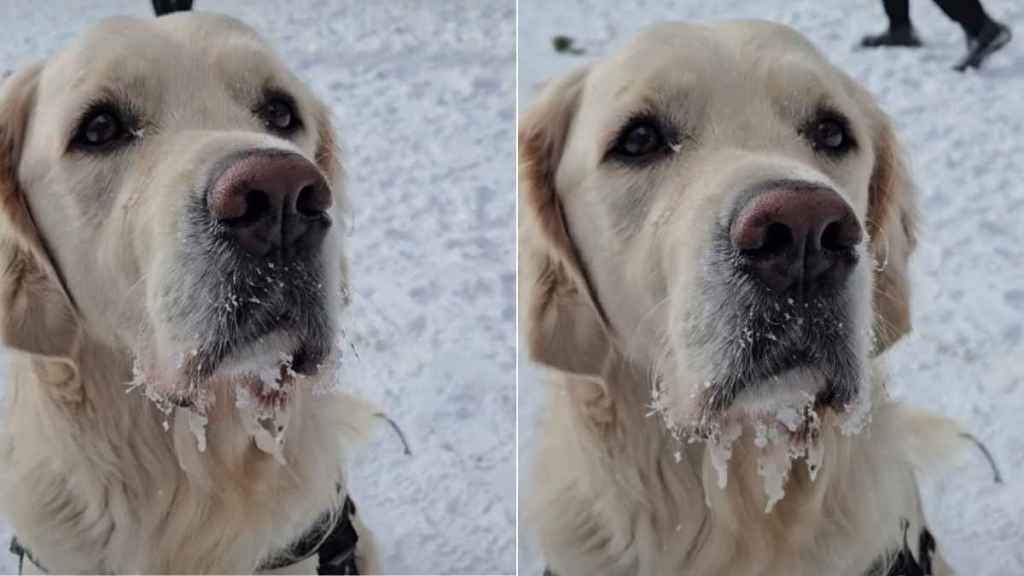 Video: Golden Retriever's Drool Freezes as He Steps Outside