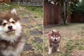 Video: Puppy's Play Time in the Yard Ends In a Cute & Funny Way