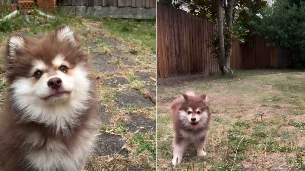 Video: Puppy's Play Time in the Yard Ends In a Cute & Funny Way