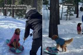 Video: Golden Retrievers' First Time Sledding Turned Into a Different Game