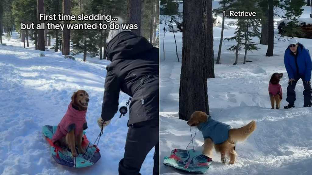 Video: Golden Retrievers' First Time Sledding Turned Into a Different Game