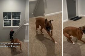 Video: Dog Doesn’t Hesitate To Leave Owner for Grandpa