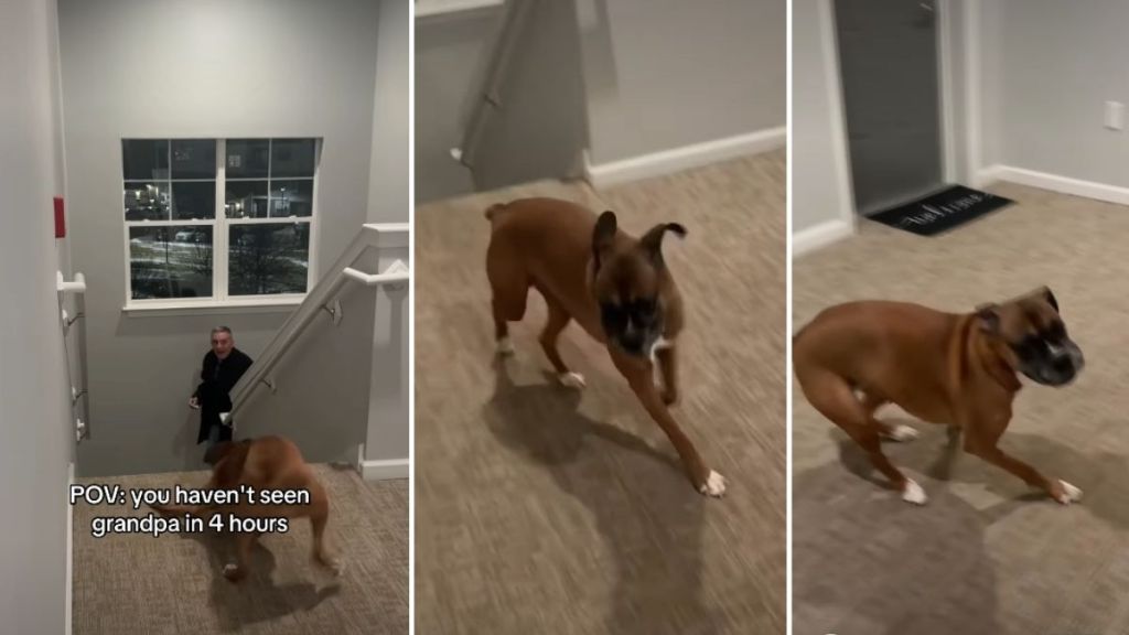 Video: Dog Doesn’t Hesitate To Leave Owner for Grandpa