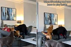 Video: What Happens When 3 Big Dogs & a Cat Are Stuck Playing Indoors